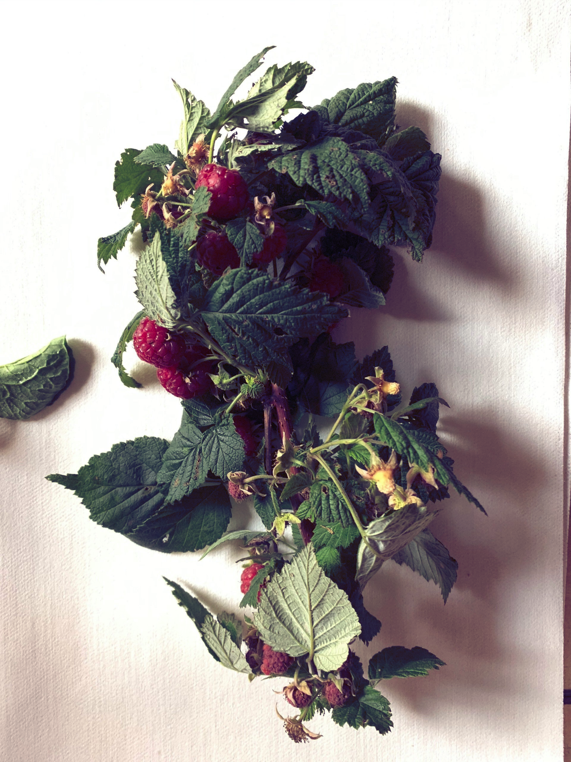 A bunch of raspberries with green leaves on a white surface