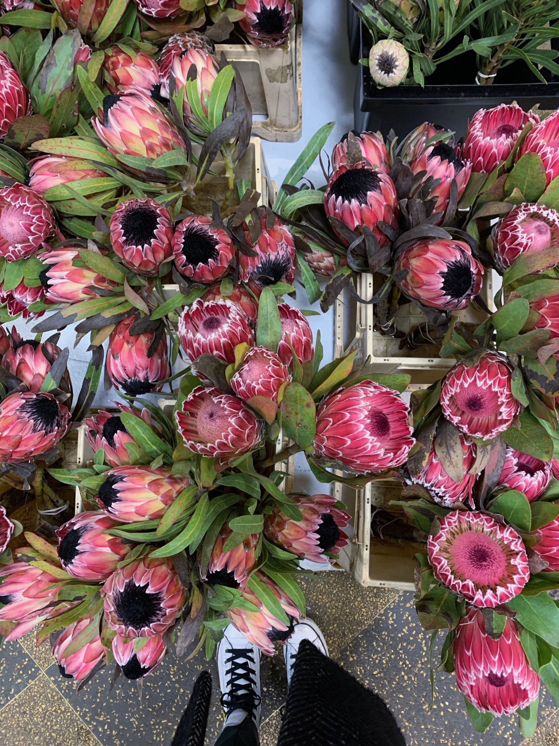 A person is standing in front of a bunch of pink flowers.