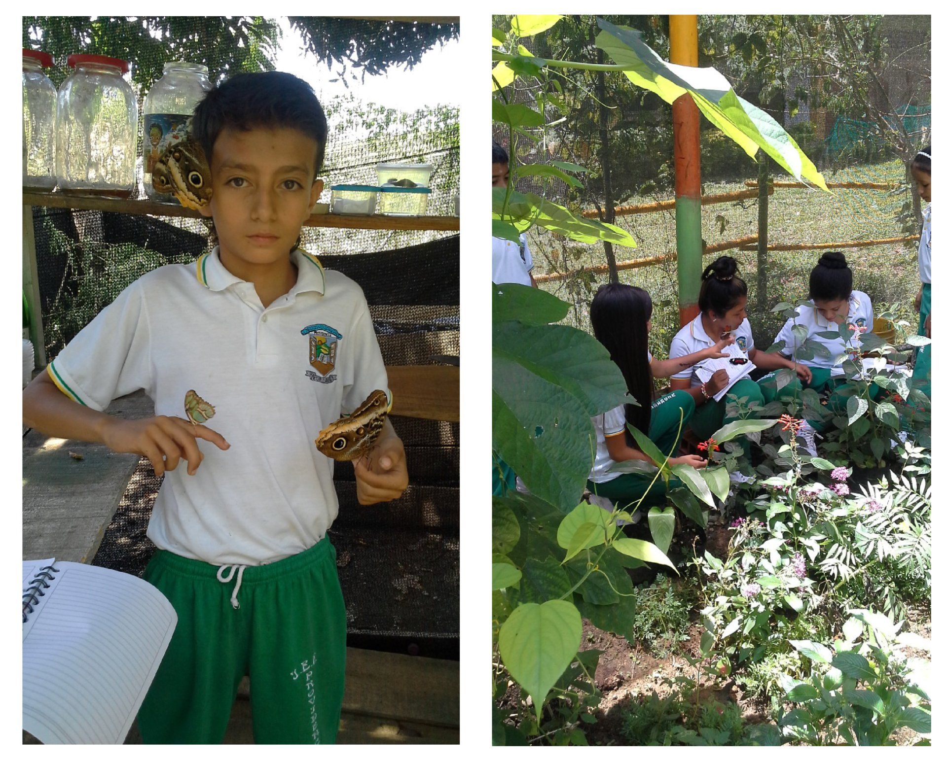 A boy in a white shirt holds a butterfly in his hand