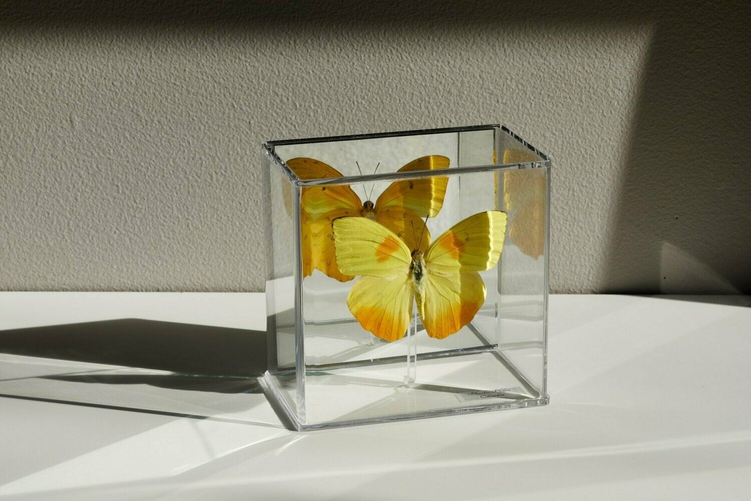 A yellow butterfly is in a clear cube on a table.