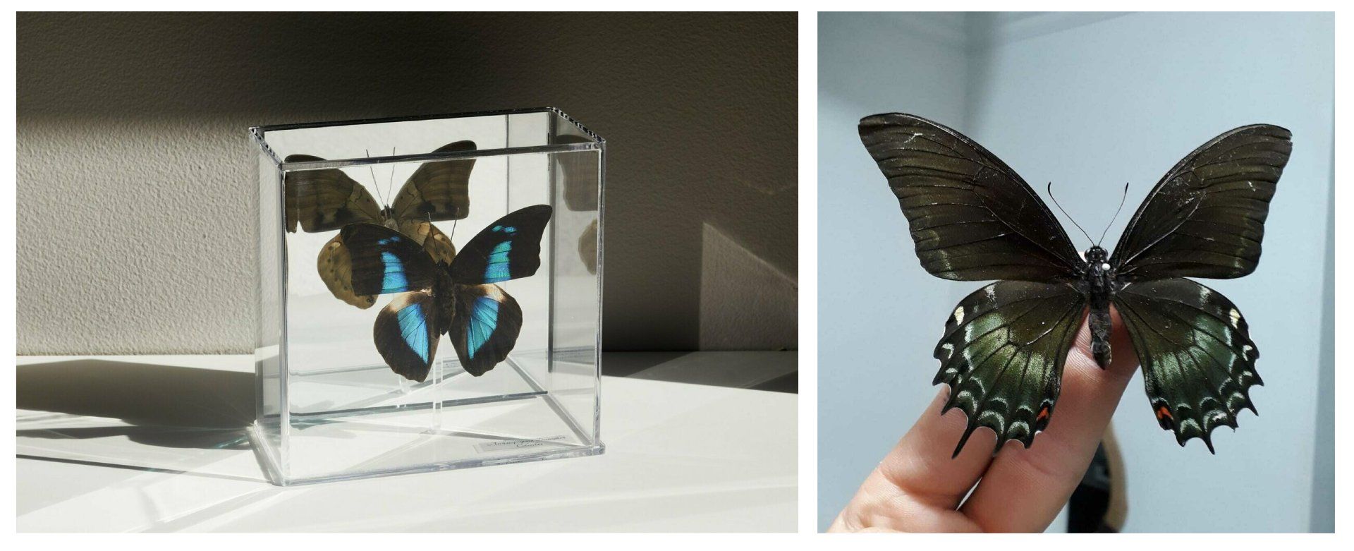 A person is holding a butterfly in their hand next to a butterfly in a cube.