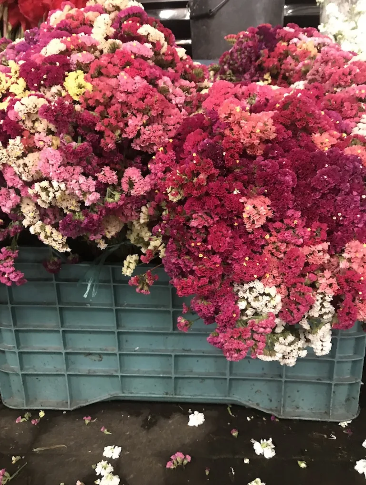 A blue crate filled with pink and white flowers
