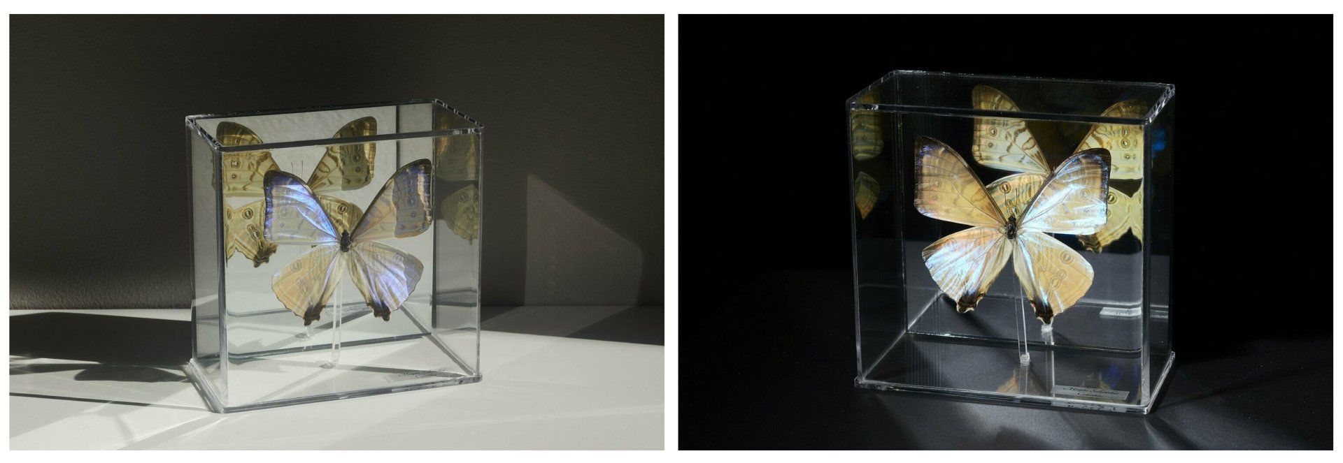 Two pictures of a butterfly in a glass cube.