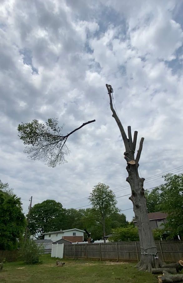 Tree Falling — Exton, PA — Longs Tree Service
