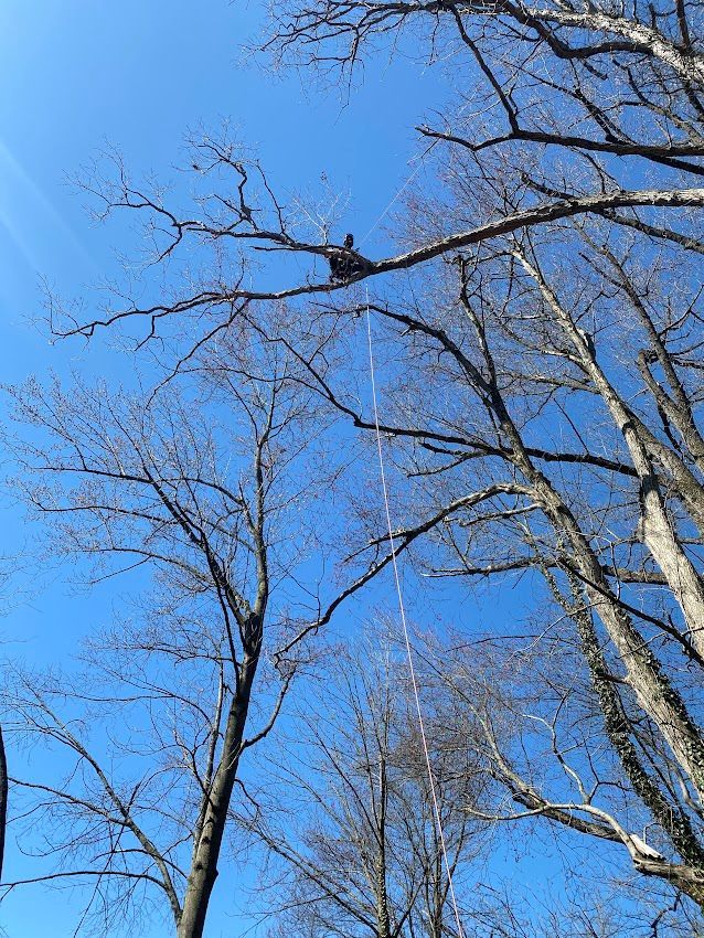 Picture Of Long Tree — Exton, PA — Longs Tree Service