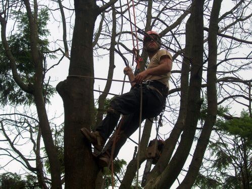 Man Climbing Tree With Harness — Exton, PA — Longs Tree Service