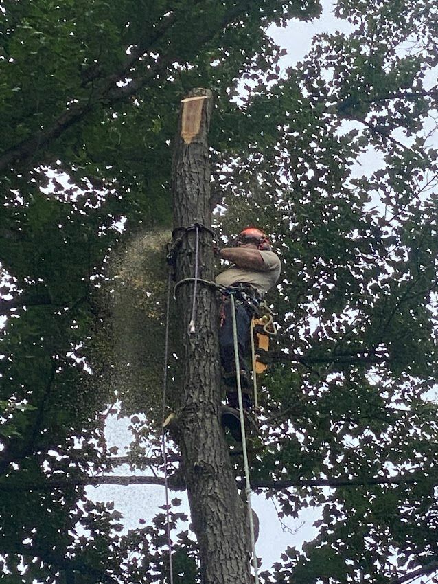 Man Cutting Tree — Exton, PA — Longs Tree Service
