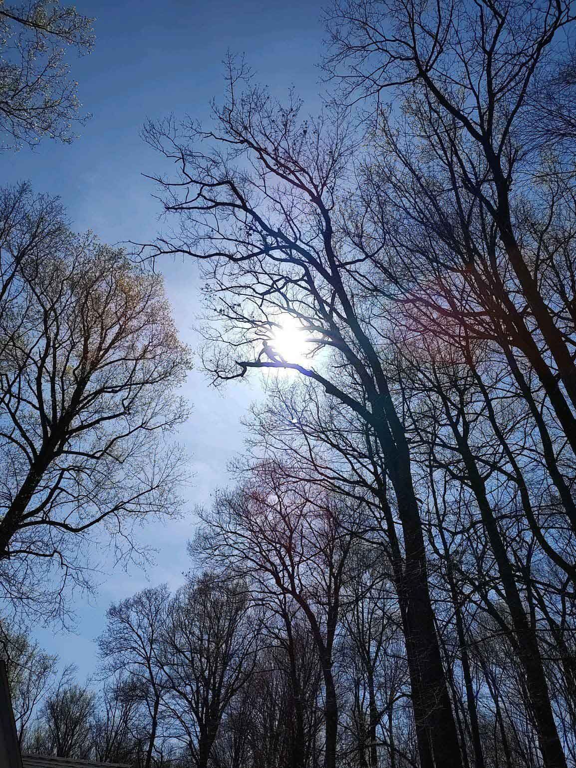 Man On Top Of Tall Tree — Exton, PA — Longs Tree Service