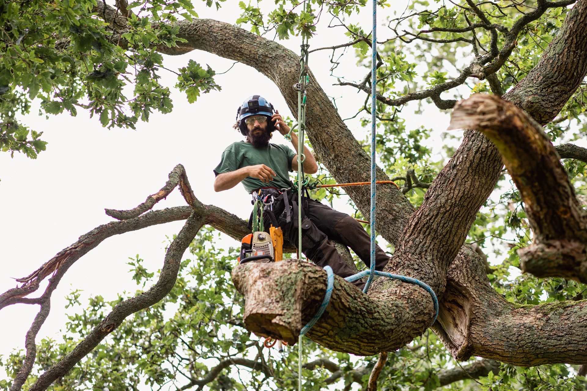 A man performs tree work in a forest, focusing on the tree removal services task.