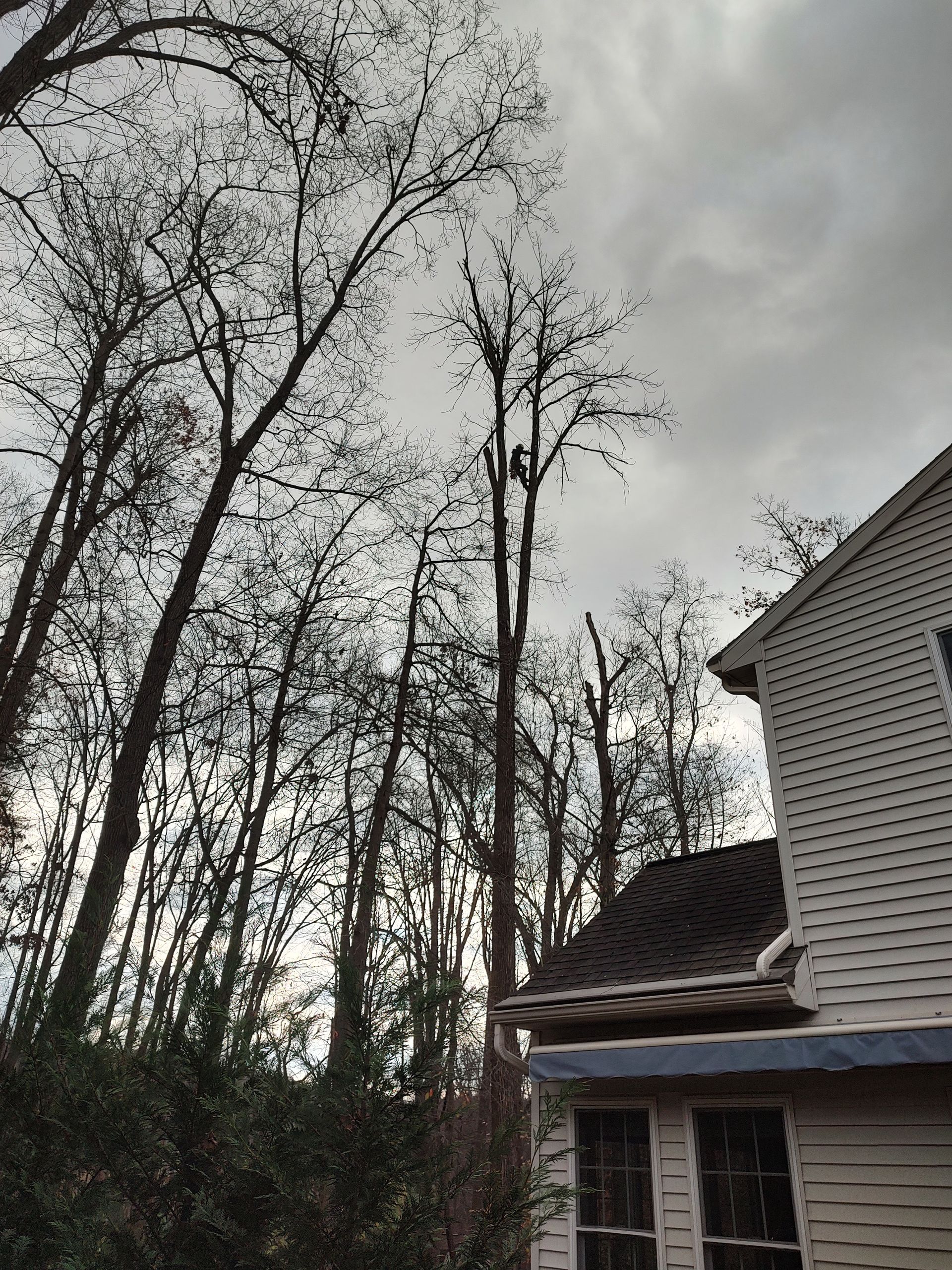 Tree With House — Exton, PA — Longs Tree Service