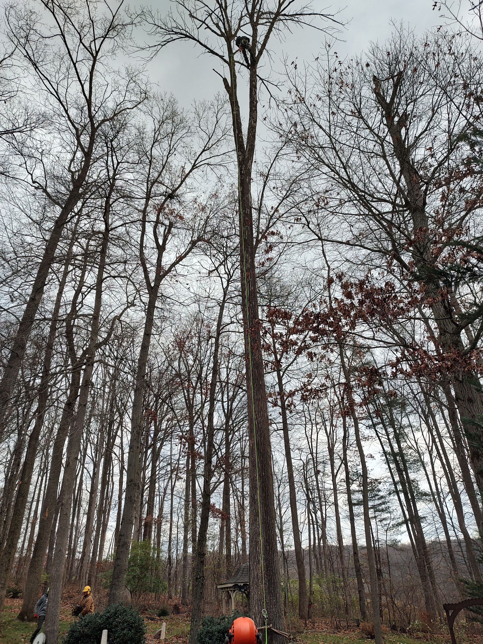 Multiple Tree — Exton, PA — Longs Tree Service