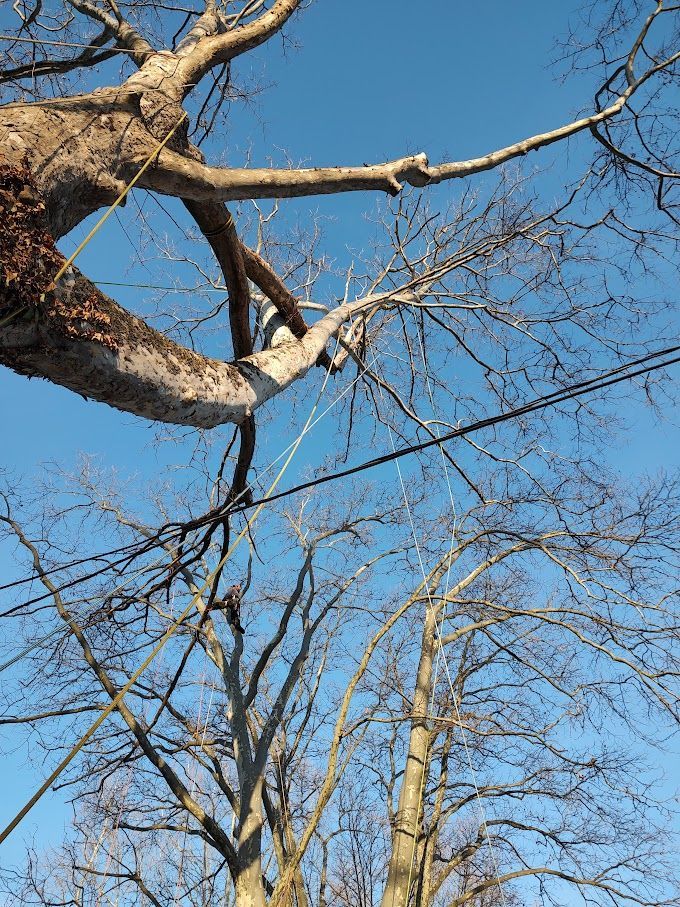 Picture Of Tree Before Cutting — Exton, PA — Longs Tree Service