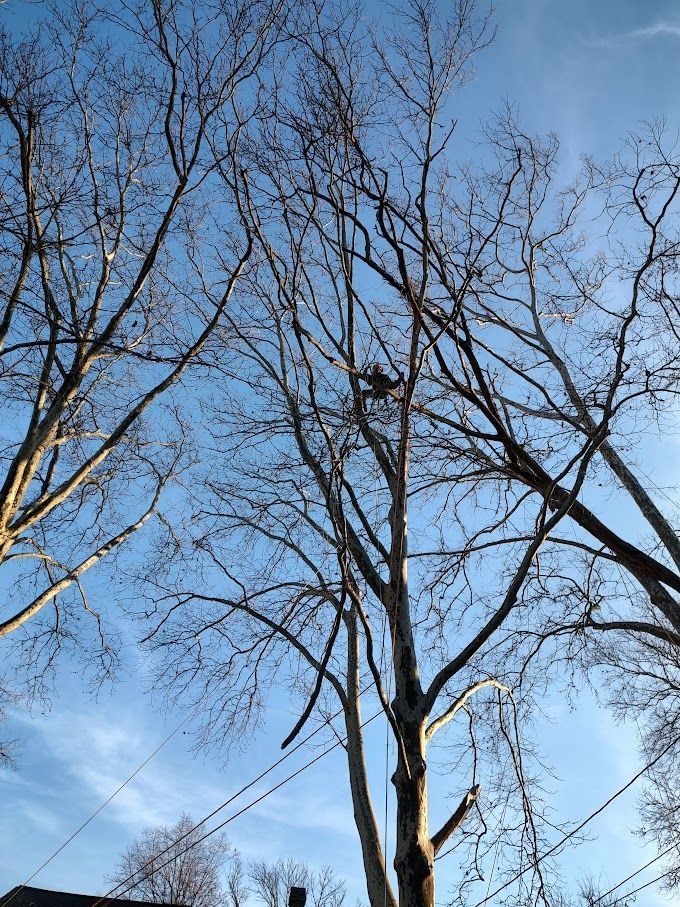 Picture Of Sky — Exton, PA — Longs Tree Service