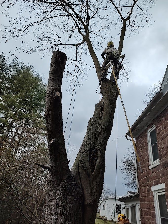 Long Tree — Exton, PA — Longs Tree Service