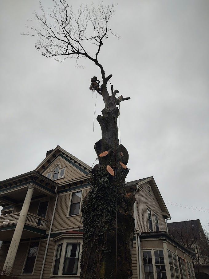 Picture Of Worker — Exton, PA — Longs Tree Service