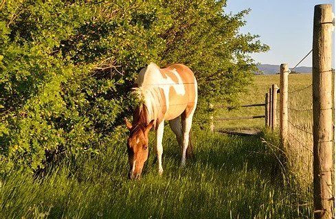 Horse Eating Grass — Helena, MO — Montana City Meats