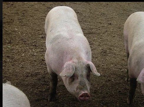 Pig — Helena, MO — Montana City Meats