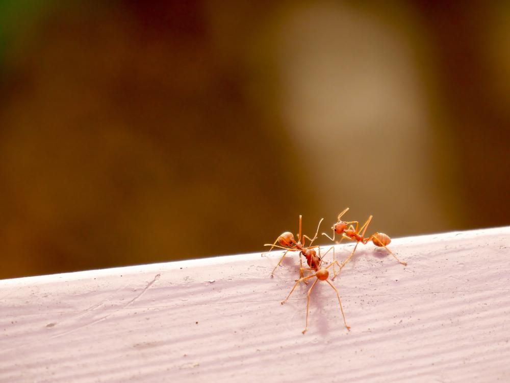 Two Red Ants Are Standing on A Wooden Surface — Allied Pest Management Northern Rivers in Alstonville, NSW