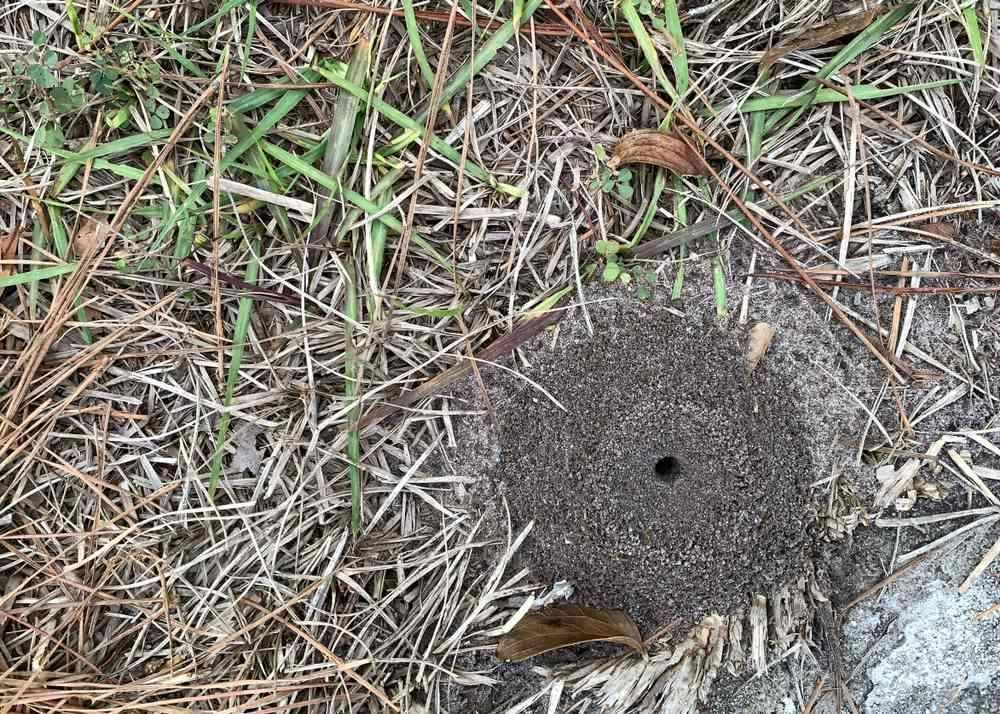 There is a Hole in the Ground in the Middle of the Grass — Allied Pest Management Northern Rivers in Casino, NSW