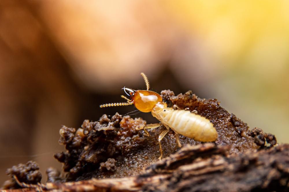 A Termite Is Crawling on A Piece of Wood — Allied Pest Management Northern Rivers in Tregeagle, NSW