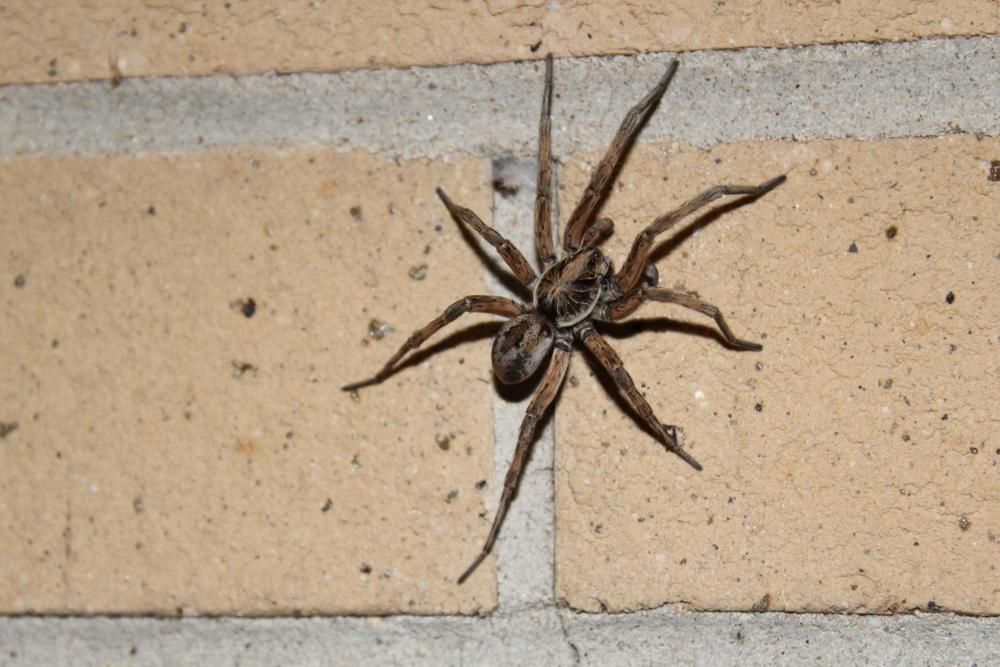 A Large Spider Is Sitting on A Brick Wall — Allied Pest Management Northern Rivers in Tregeagle, NSW