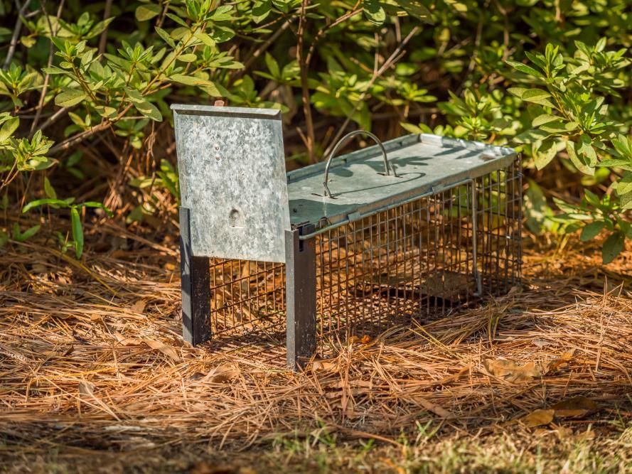 A Mouse Trap Is Sitting on The Ground — Allied Pest Management Northern Rivers in Bangalow, NSW