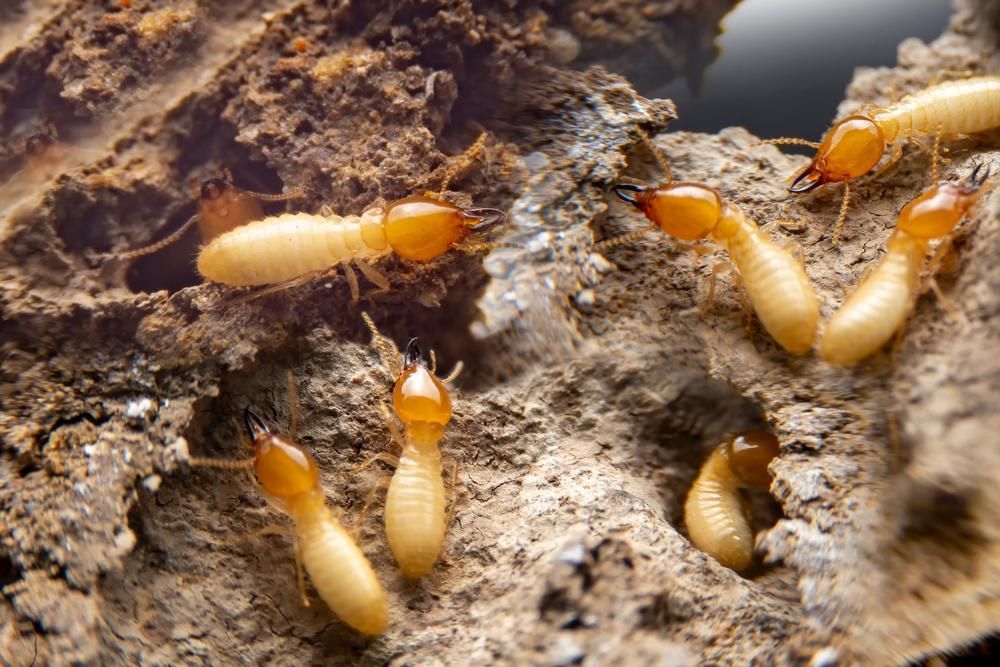A group of termites are crawling on a piece of wood.