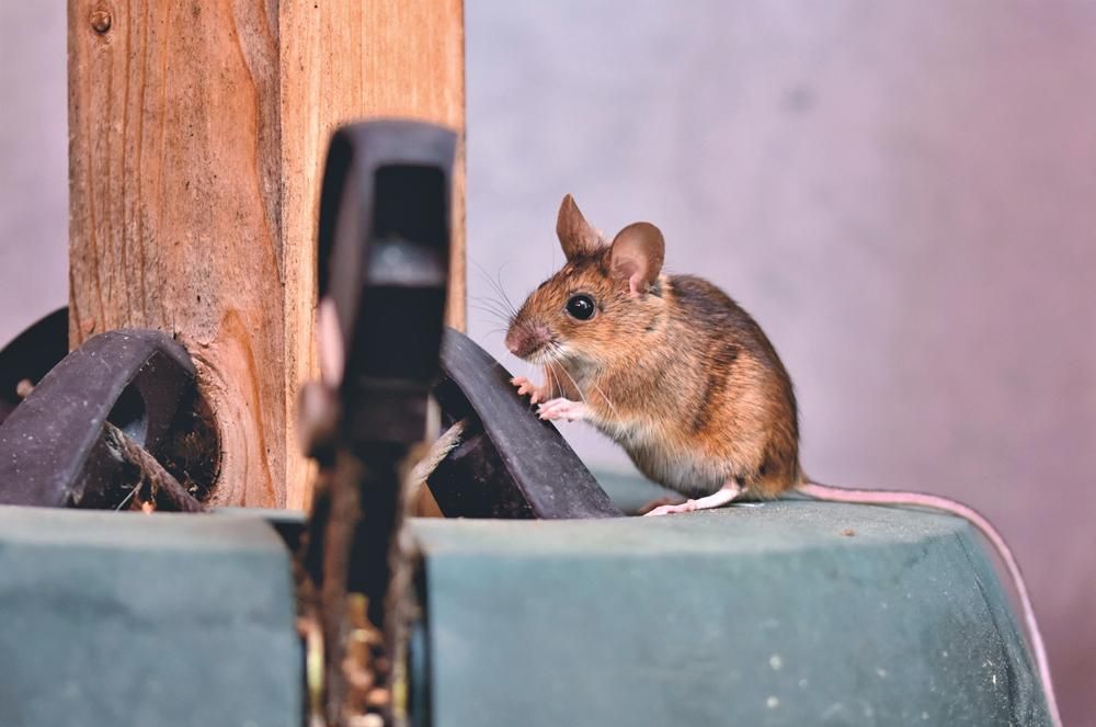 A Mouse Is Sitting on Top of A Piece of Wood — Allied Pest Management Northern Rivers in Cabarita, NSW