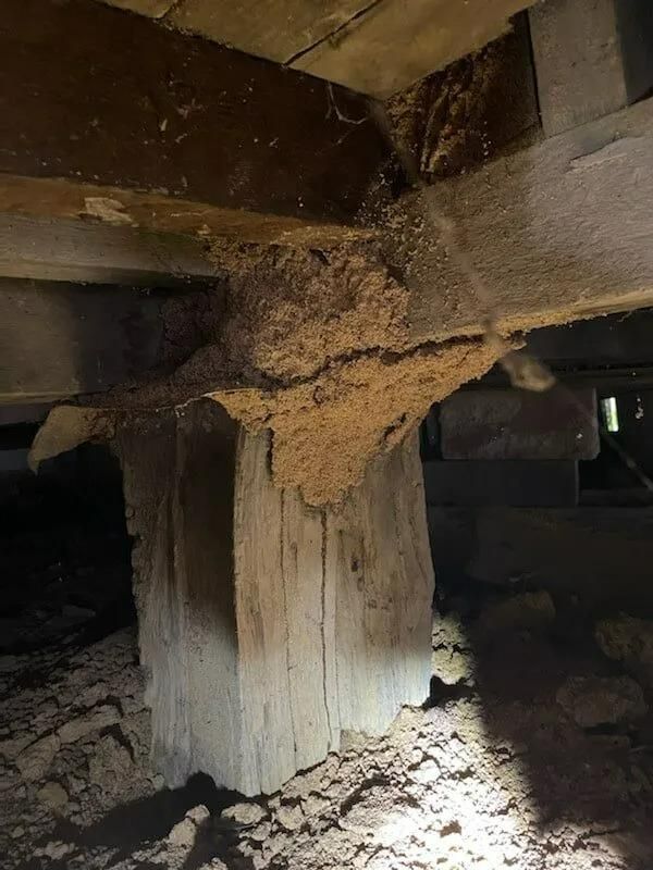 A Termite Nest is Growing on a Wooden Post — Allied Pest Management Northern Rivers in Cabarita Beach, NSW