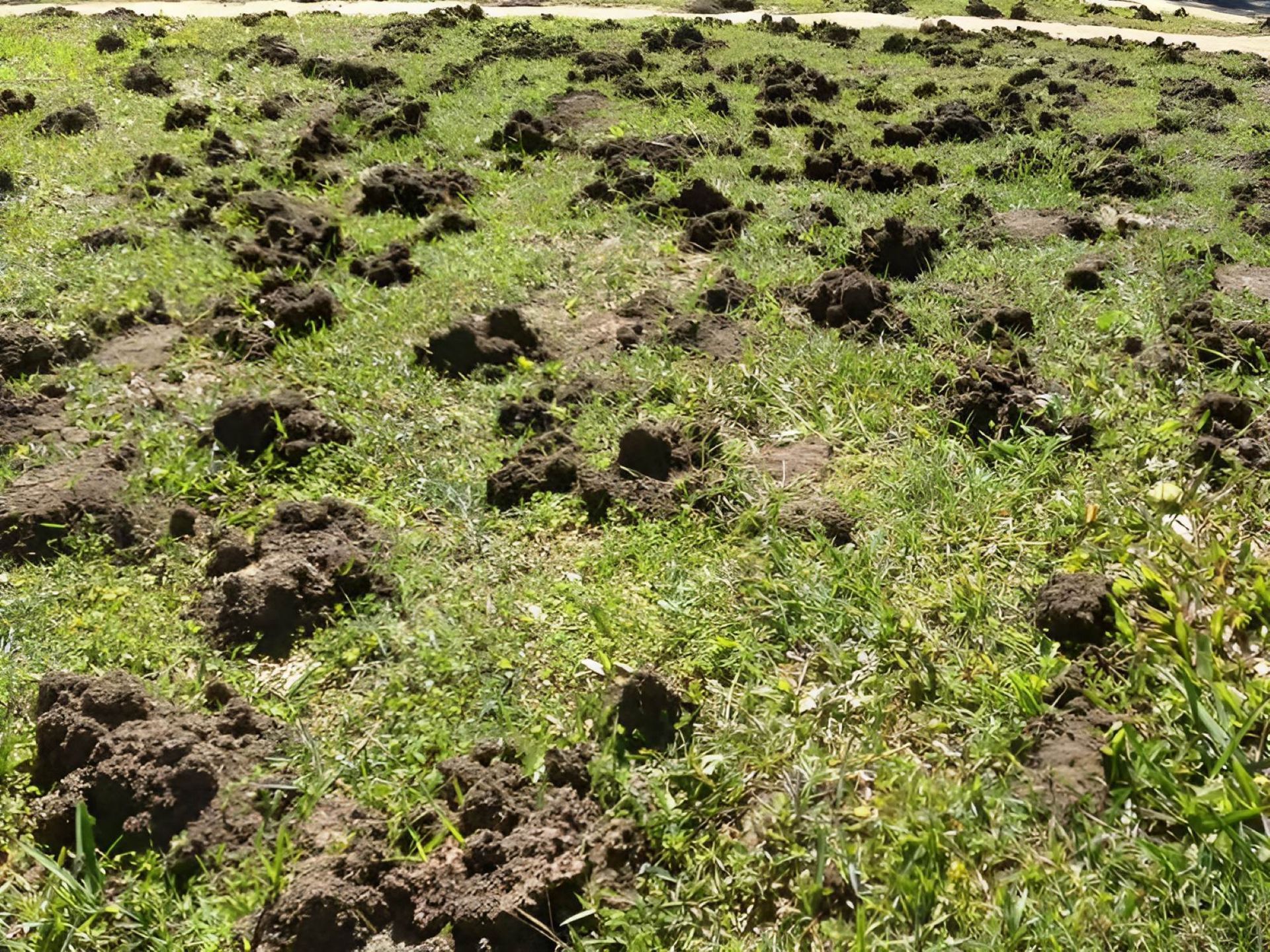 A Field Filled With Lots of Dirt and Grass  — Allied Pest Management Northern Rivers in Cabarita Beach, NSW