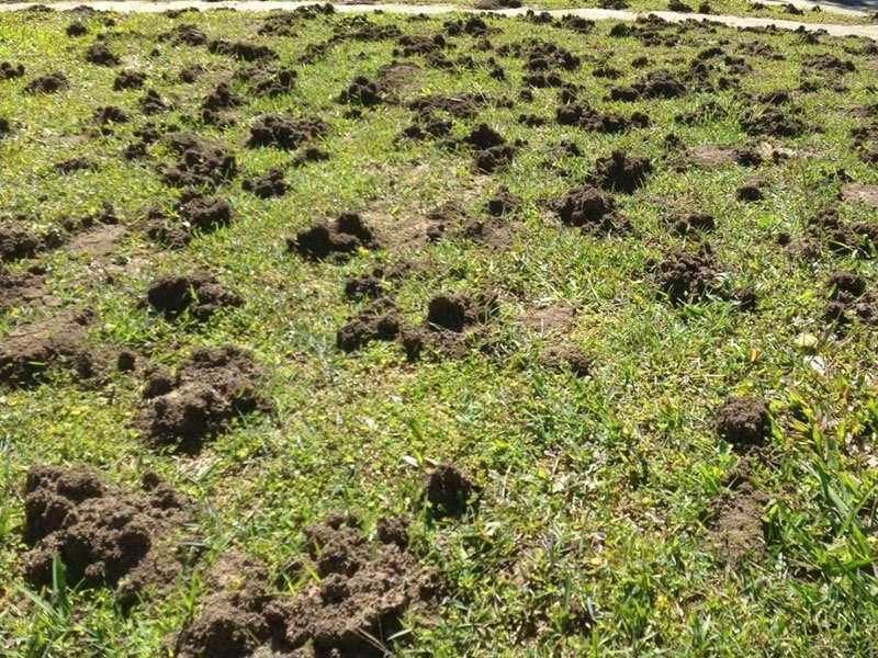 A Field of Grass with A Lot of Dirt in It — Allied Pest Management Northern Rivers in Kyogle, NSW