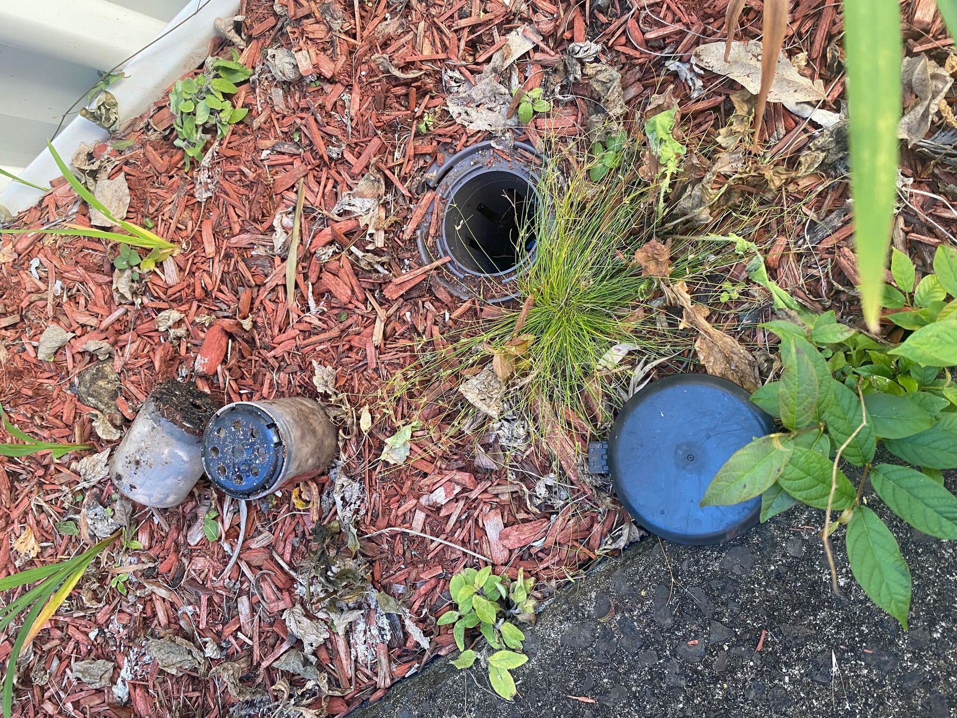 A Termite trap is placed on the ground around some tree leaves — Allied Pest Management Northern Rivers in Tregeagle, NSW