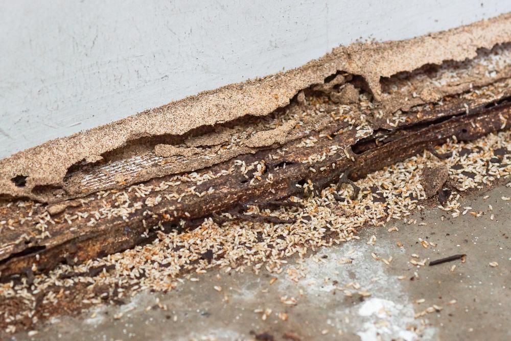 A Close up Of a Piece of Wood that Has Been Eaten by Termites — Allied Pest Management Northern Rivers in Kyogle, NSW