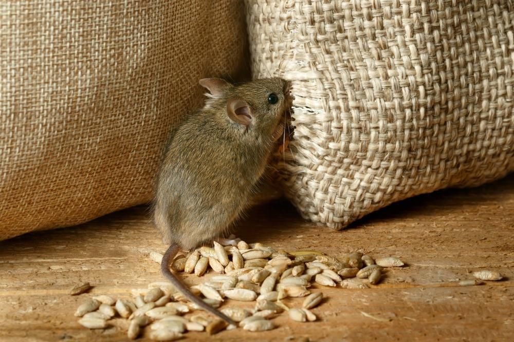 A Mouse Is Standing Next to A Bag of Sunflower Seeds — Allied Pest Management Northern Rivers in Murwillumbah, NSW