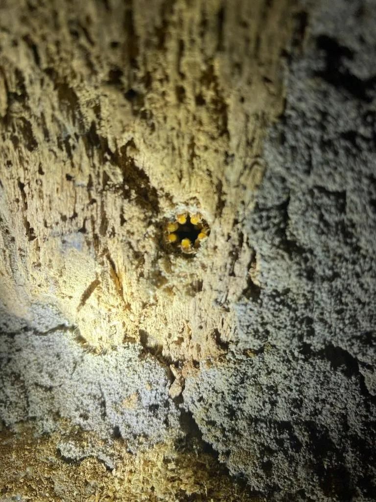 A Close Up of a Hole in a Wall With a Light Shining Through It — Allied Pest Management Northern Rivers in Evans Head, NSW