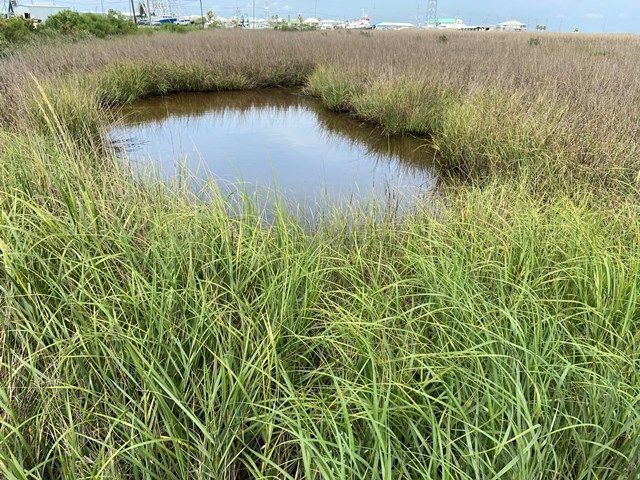 Marsh grasses in Lafourche Parish