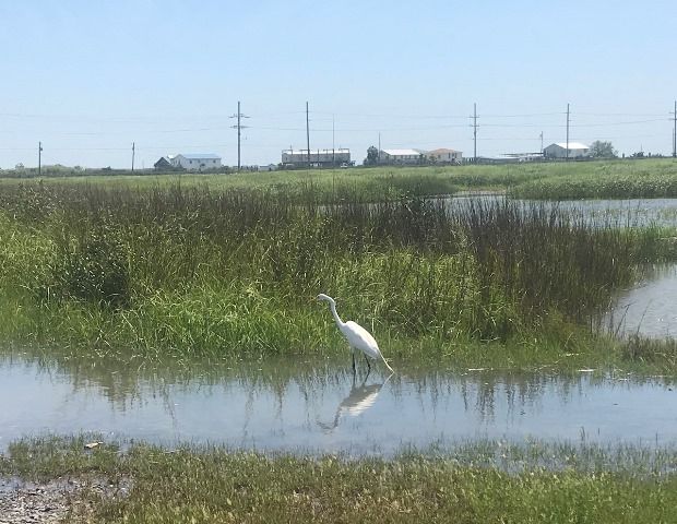 coastal wetlands park egret