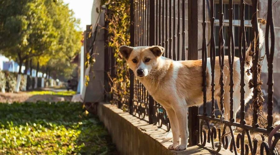 Tan and white dog behind a metal picket fence, highlighting the importance of gap spacing in pet-safe fencing.