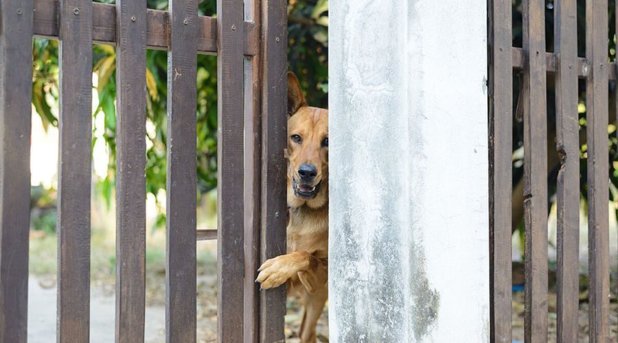 A brown dog peeking through a wooden fence, showcasing durable dog-friendly fencing solutions 