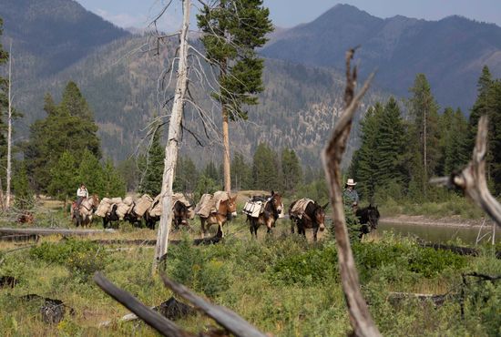 A herd of horses are walking through a field with mountains in the background.