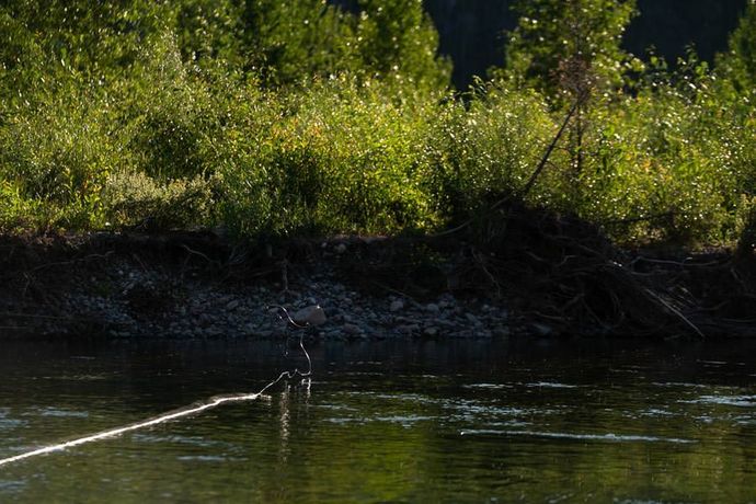 A bird is standing in the middle of a river.