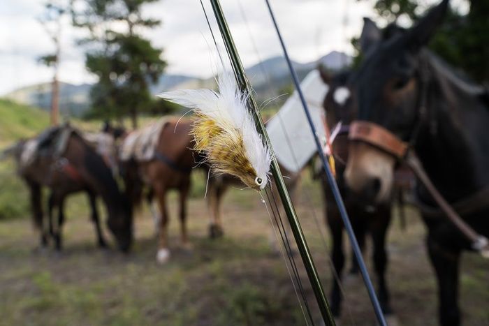 A group of horses are grazing in a field with a fishing rod in the foreground.