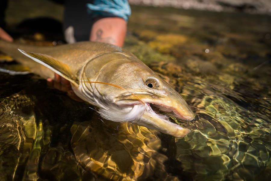 A person is holding a fish in their hands in a river.