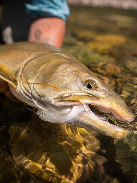 A person is holding a large fish in a river.
