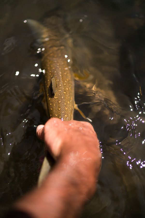 A person is holding a fish in their hand in the water.