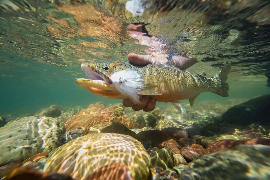 A person is holding a fish in their hands in the water.