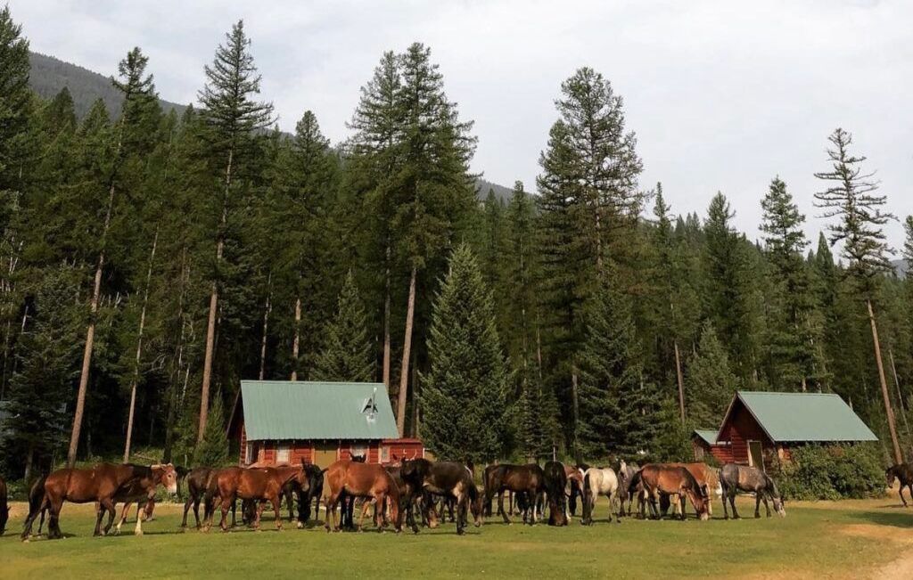 A herd of horses grazing in front of a cabin in the woods