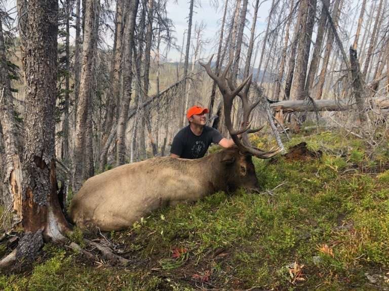 A man is standing next to a large elk in the woods.