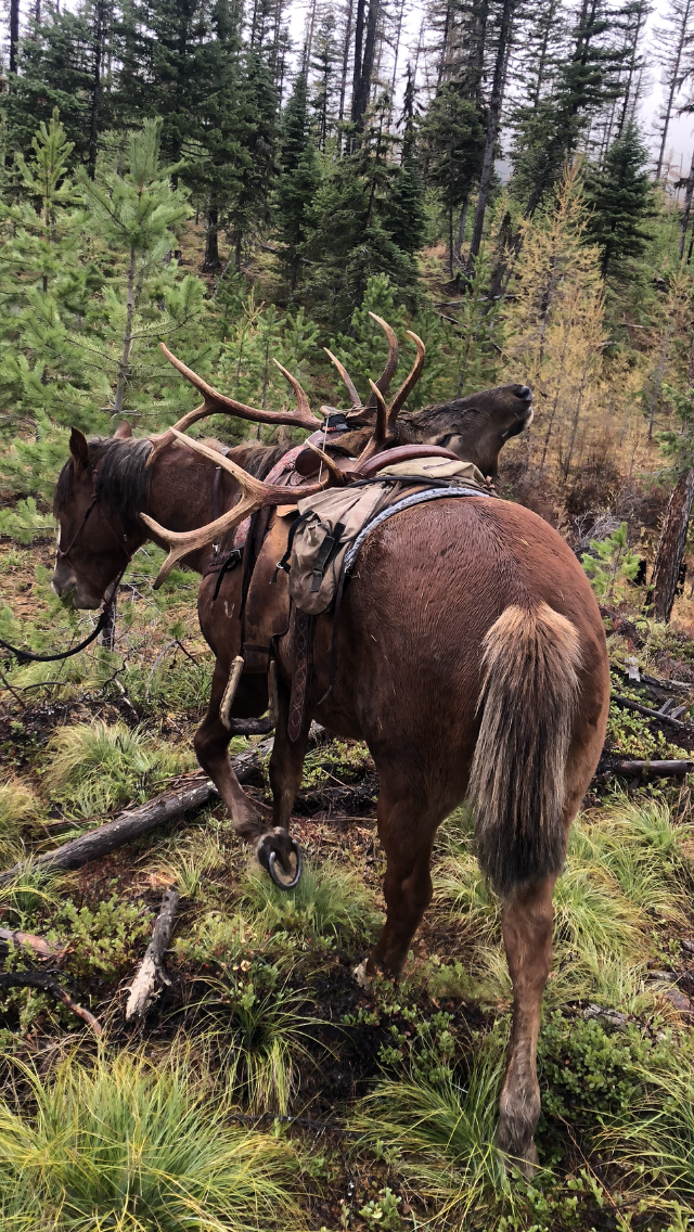A horse with antlers is standing in the middle of a forest.