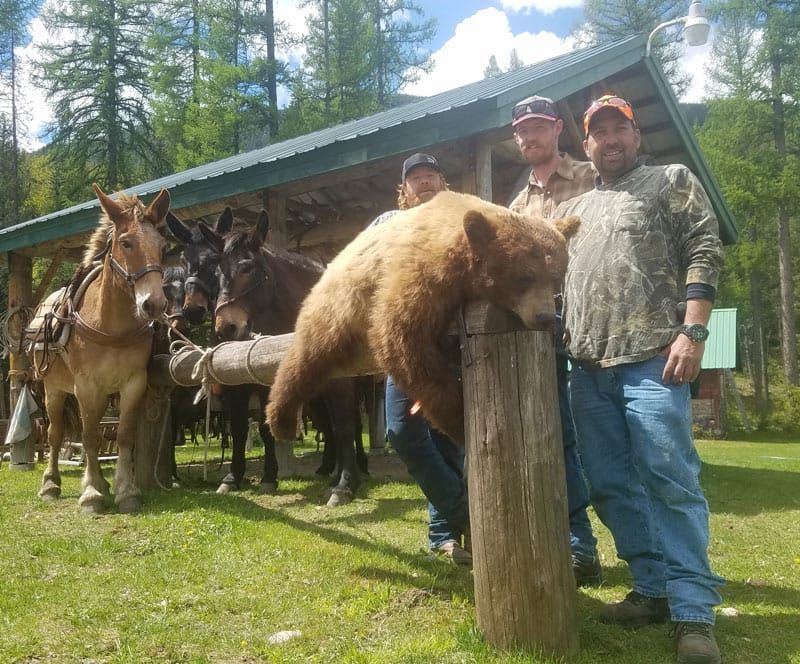 A group of men standing next to a bear and donkeys.